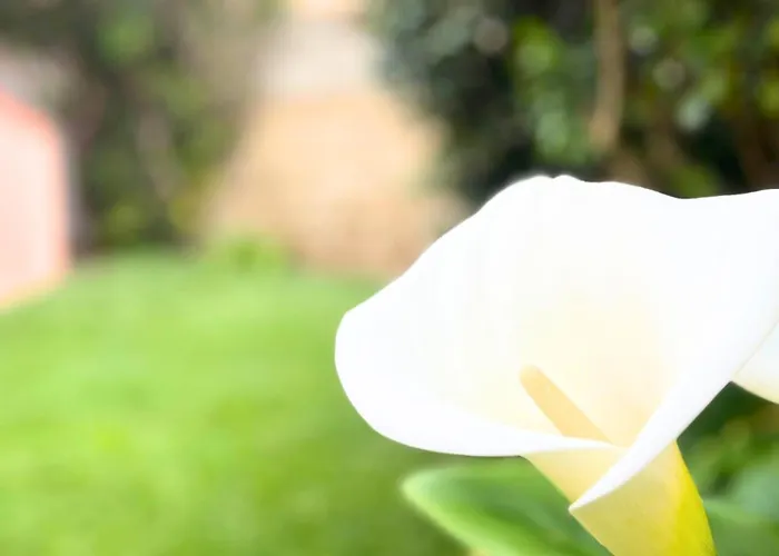 Vela House & Garden Center أولبيا